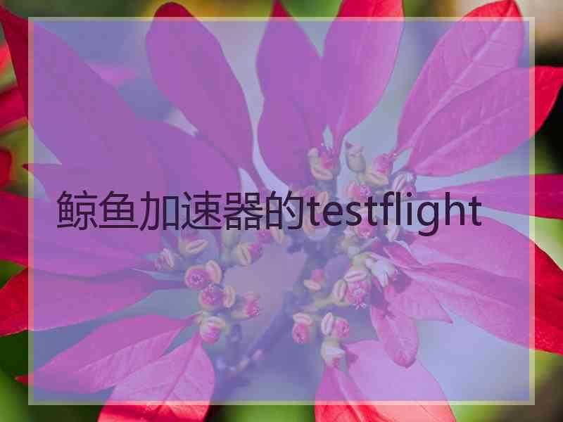 鲸鱼加速器的testflight