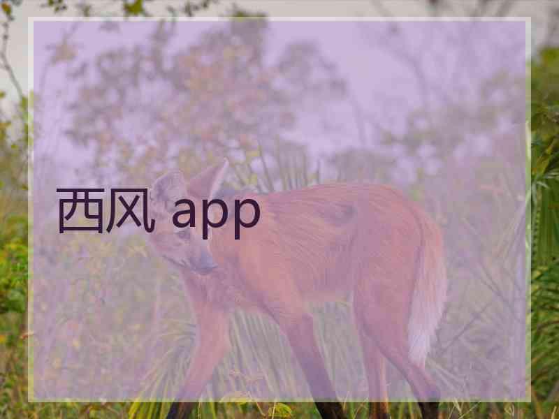 西风 app