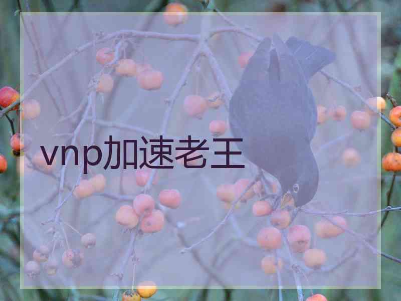 vnp加速老王